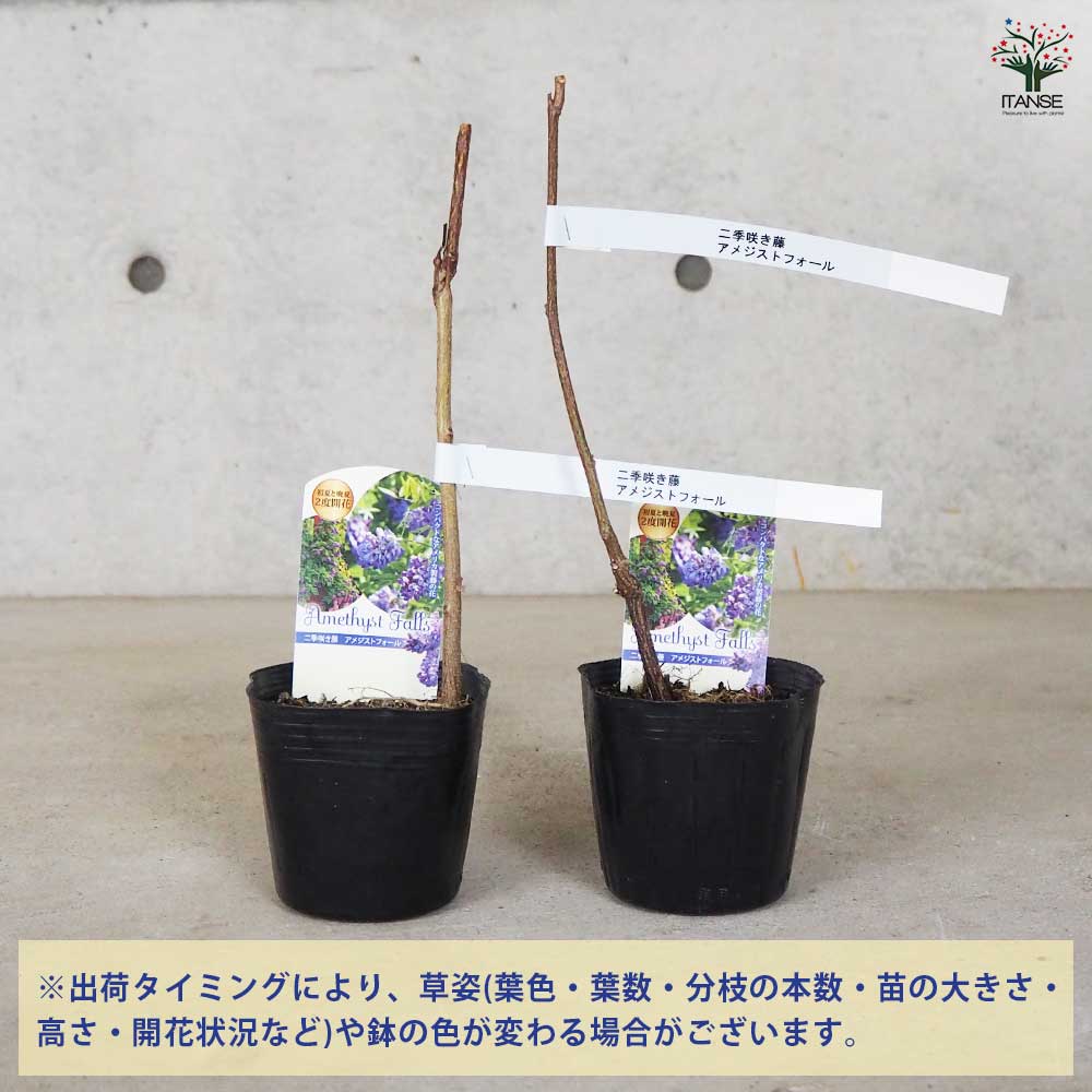 二季咲き藤 アメジストフォール 【花木苗 3.5号 挿し木苗】｜ 【植物の