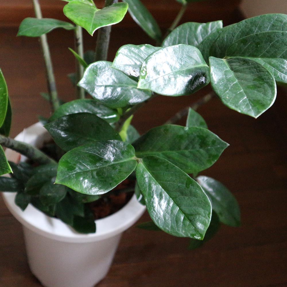 ザミオクルカス・ザミーフォリア【中型 観葉植物 7号鉢／1個