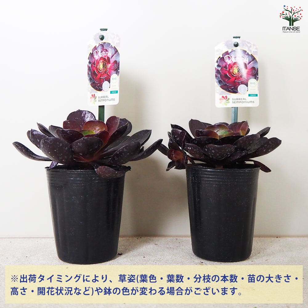 センポニウム デスティニー 【多肉植物 3号ポット】