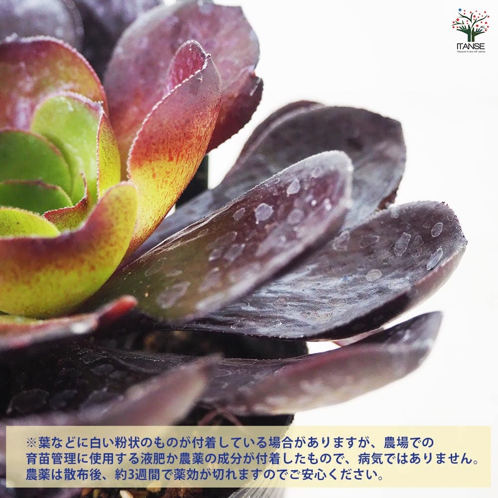 センポニウム デスティニー 【多肉植物 3号ポット】