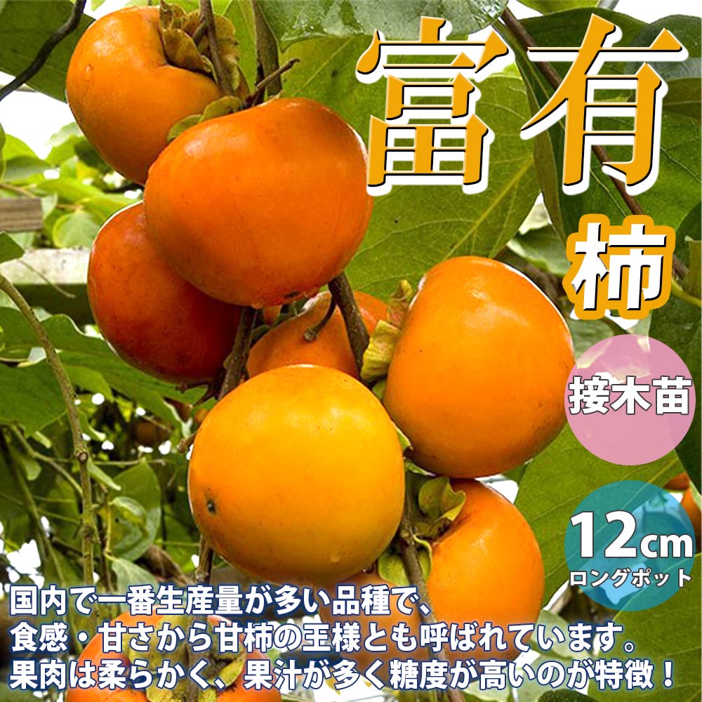 柿の苗木 富有【果樹苗／12cmロングポット接木苗／1個】