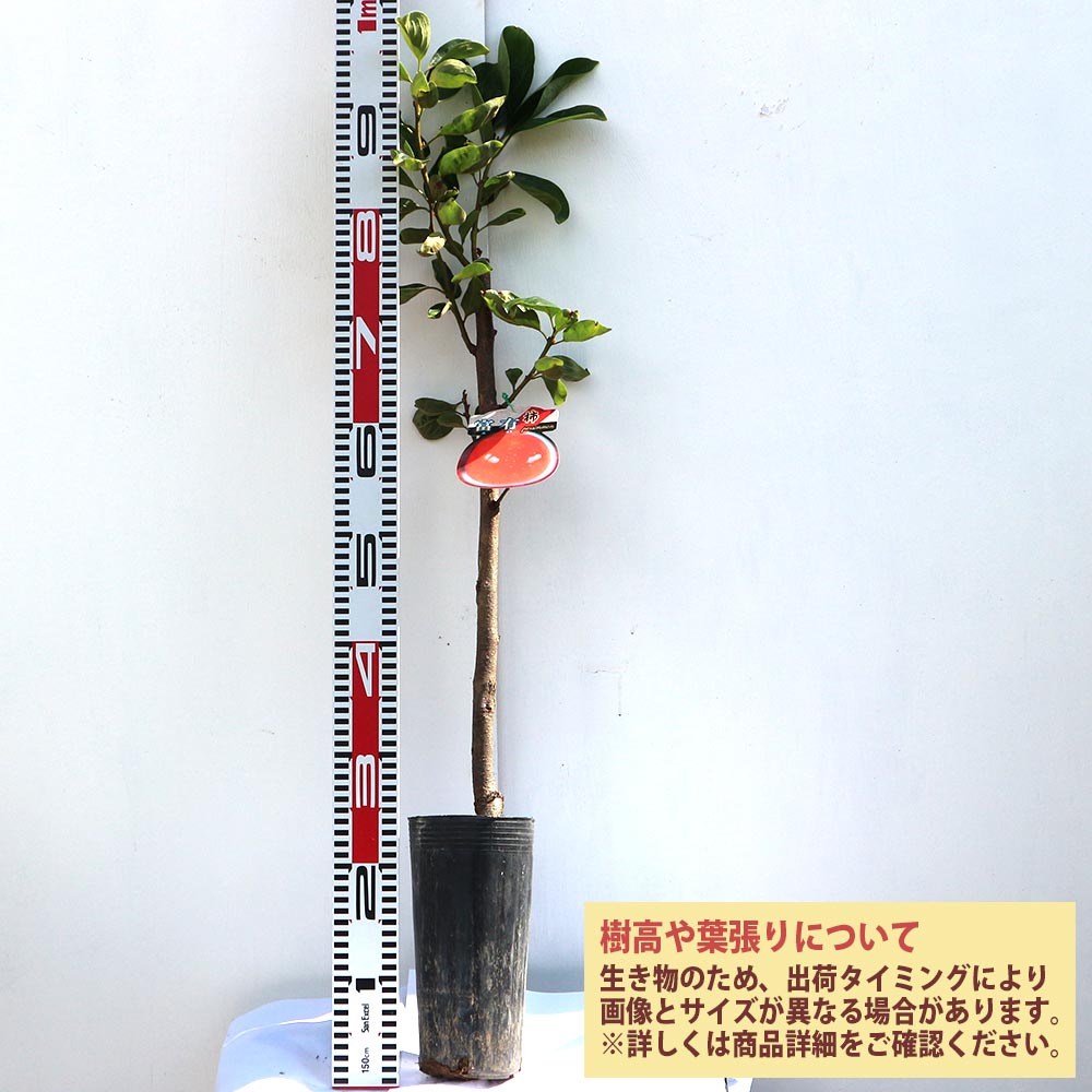 柿の苗木 富有【果樹苗／12cmロングポット接木苗／1個】
