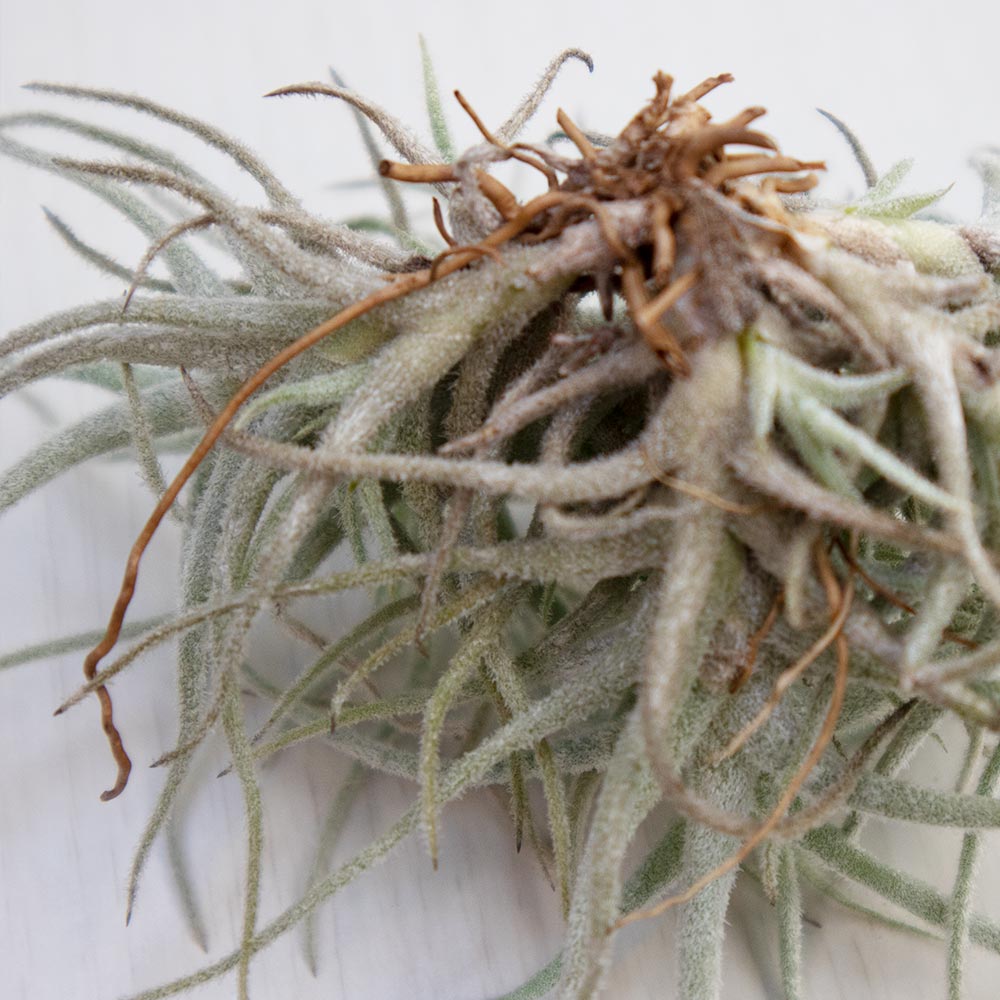 クスゴネンシス クランプ【Lサイズ／1個】