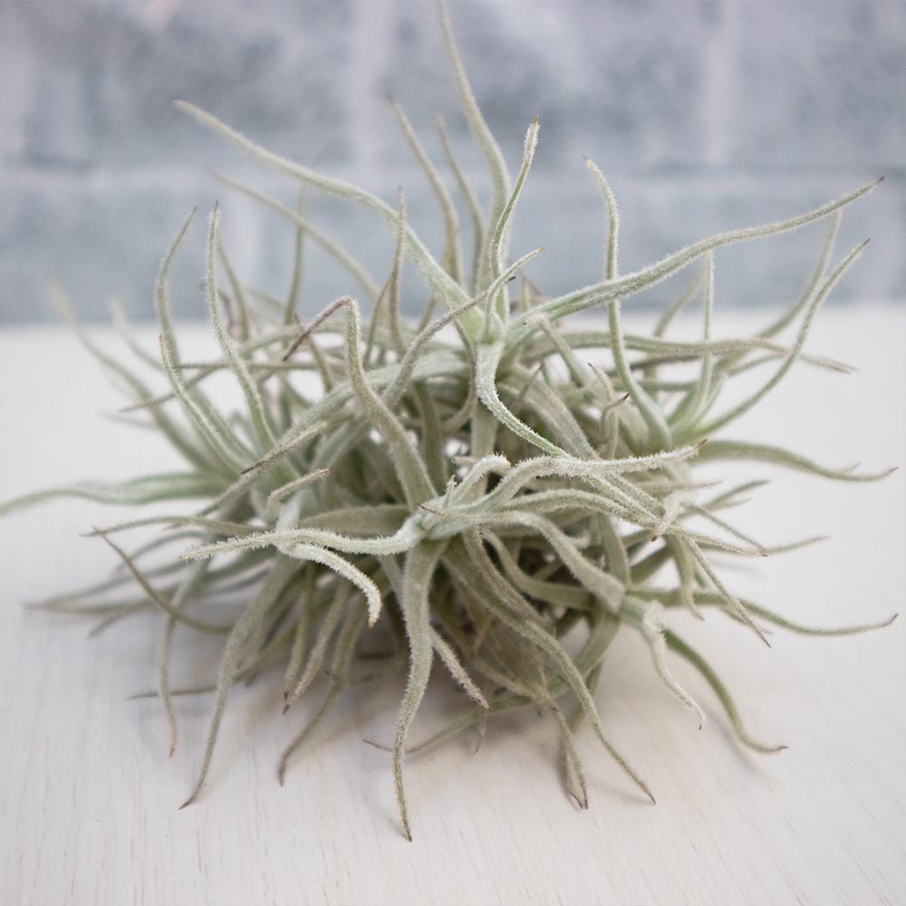 クスゴネンシス クランプ【Lサイズ／1個】