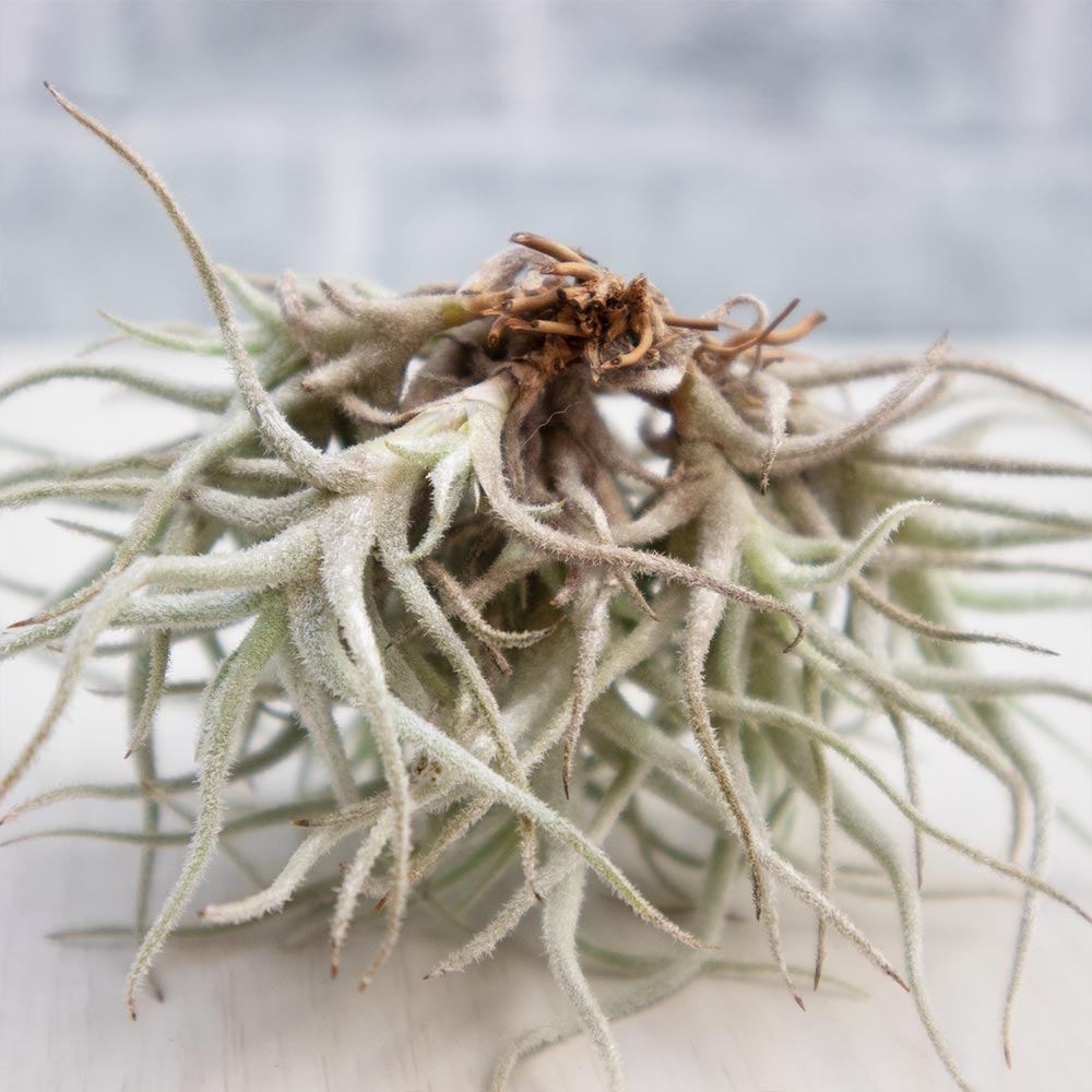 クスゴネンシス クランプ【Lサイズ／1個】