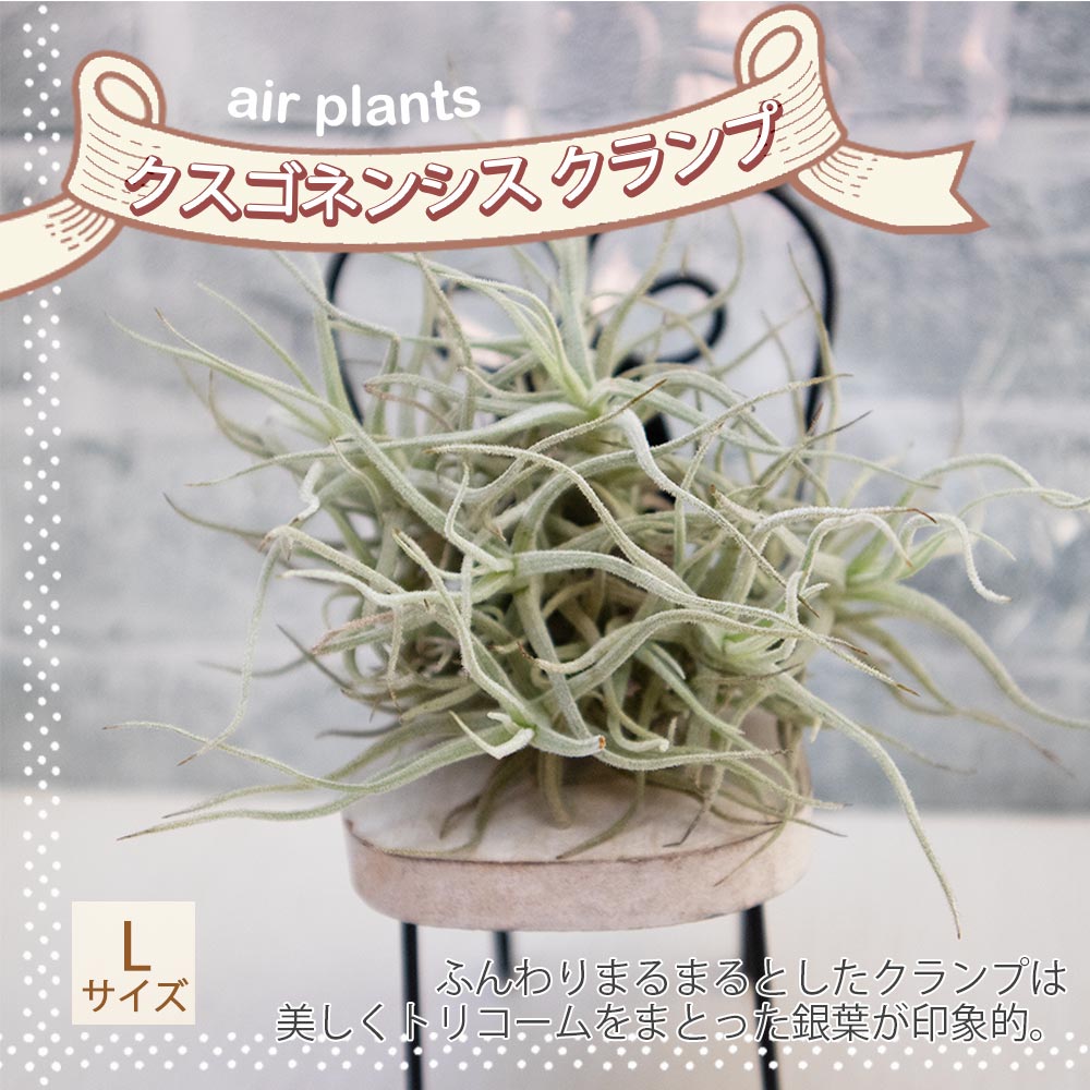 クスゴネンシス クランプ【Lサイズ／1個】