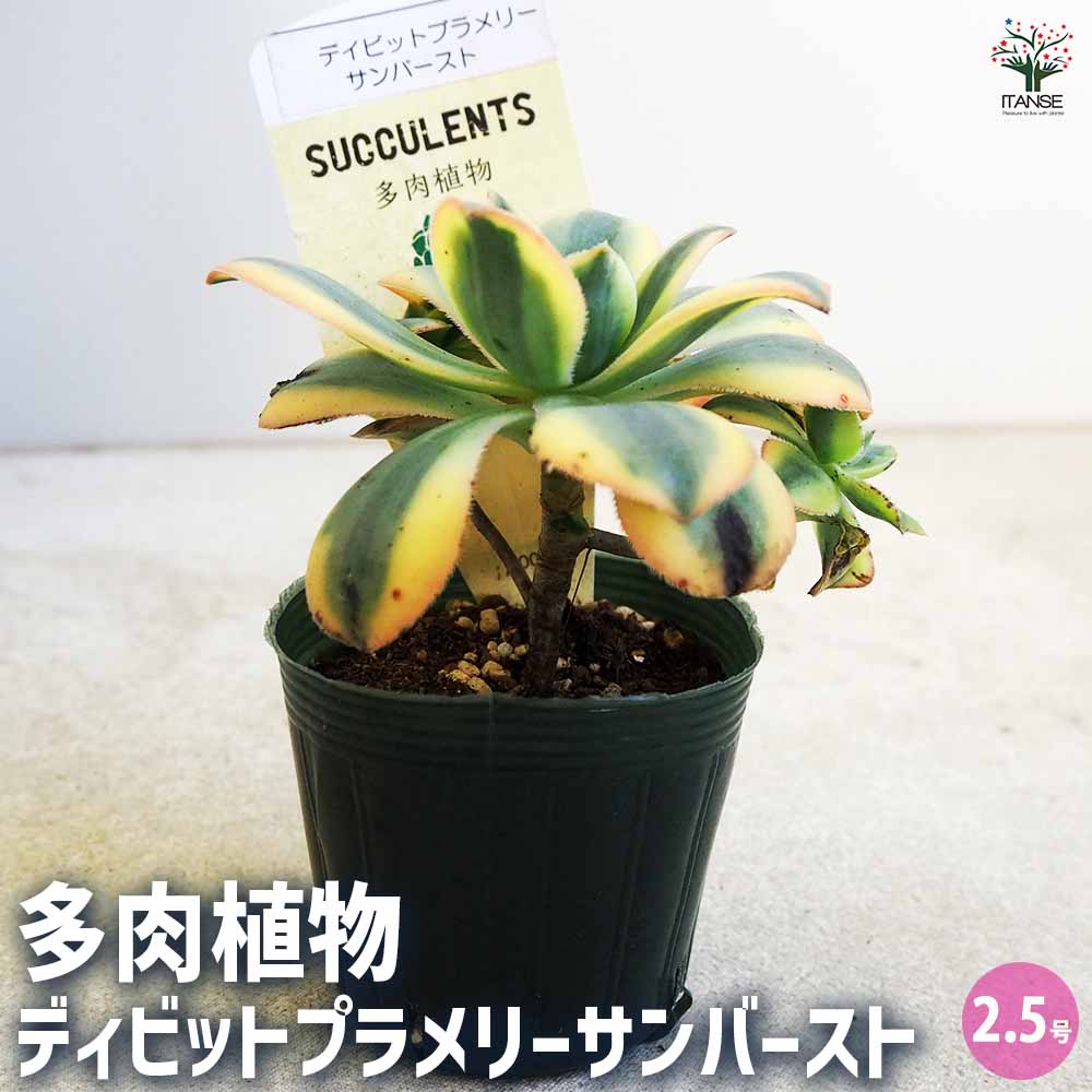 多肉植物 ディビット ① 【公式通販】