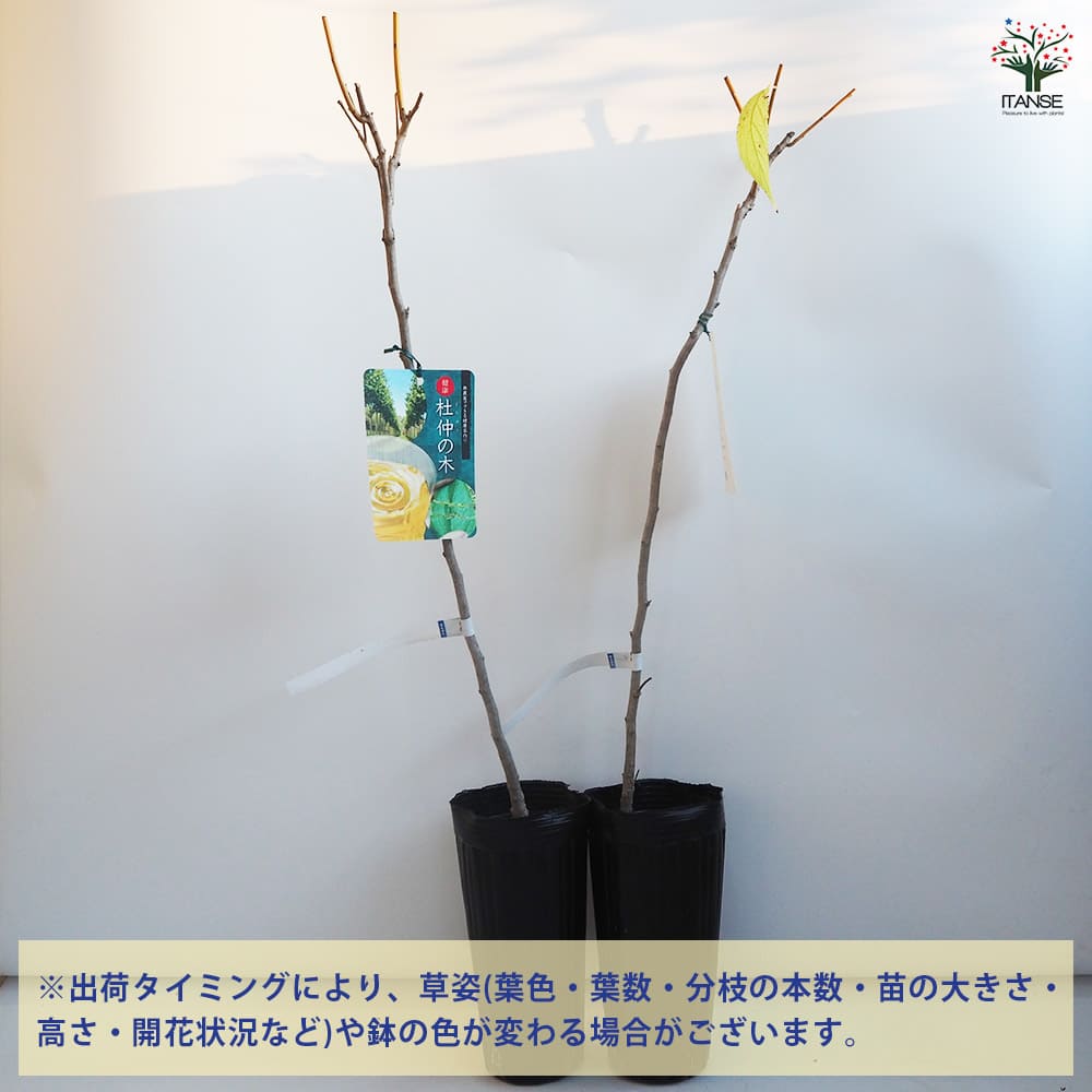 杜仲の木 トチュウノキ 【花木苗 4号／1個売り】｜ 【植物の