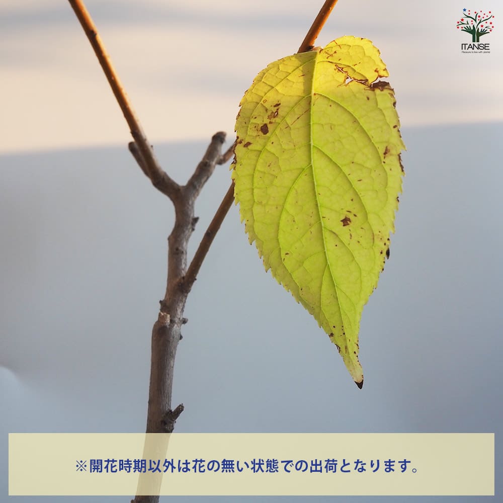 杜仲の木 トチュウノキ 【花木苗 4号／1個売り】｜ 【植物の
