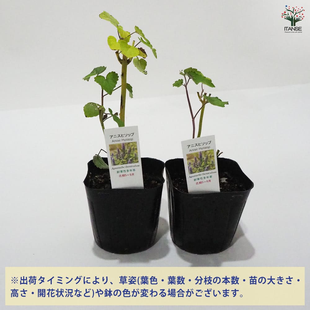 アニスヒソップ 【ハーブの苗 9cmポット】｜ 【植物のITANSE