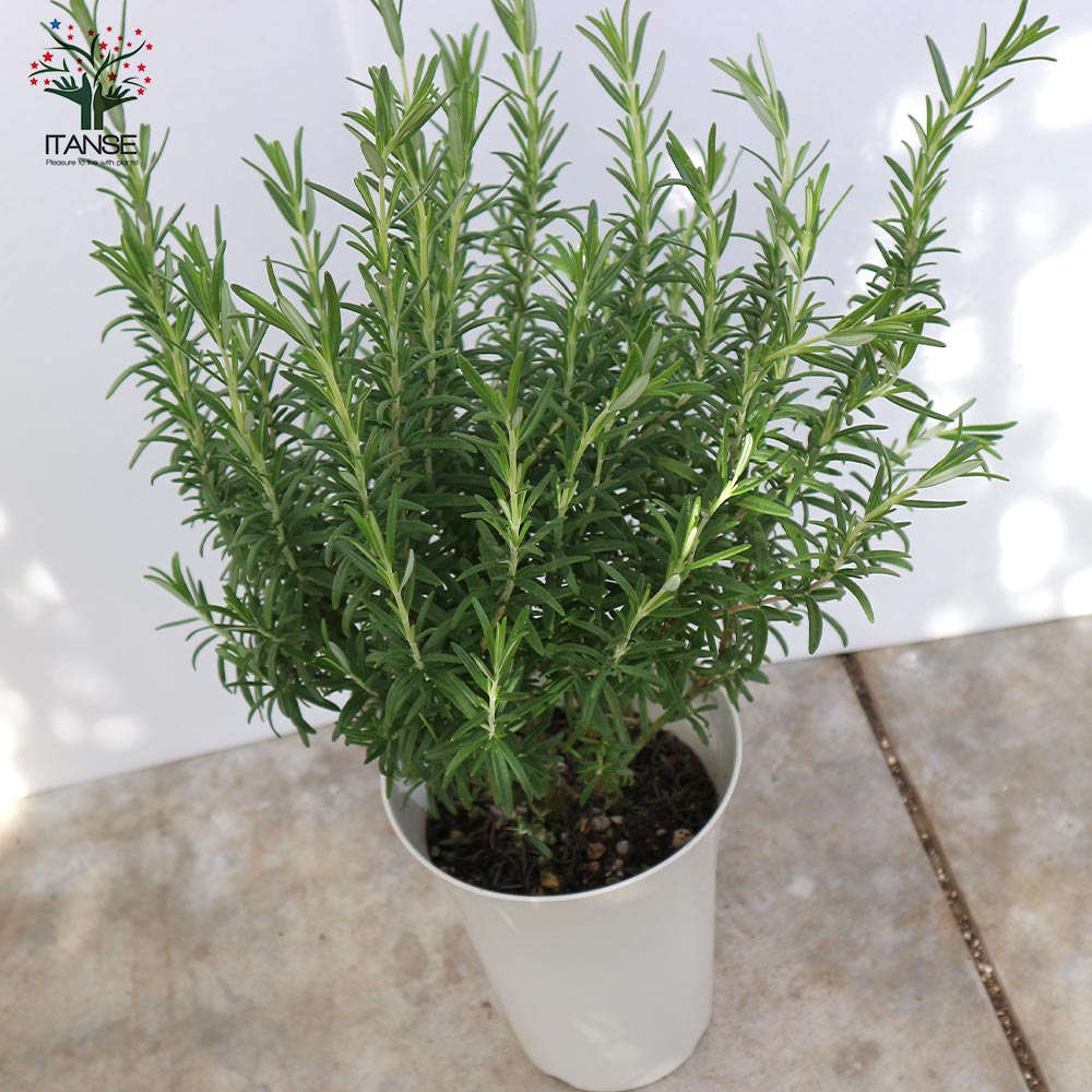 ローズマリー レックス 【6号大苗ロング鉢／1個売り】｜ 【植物の