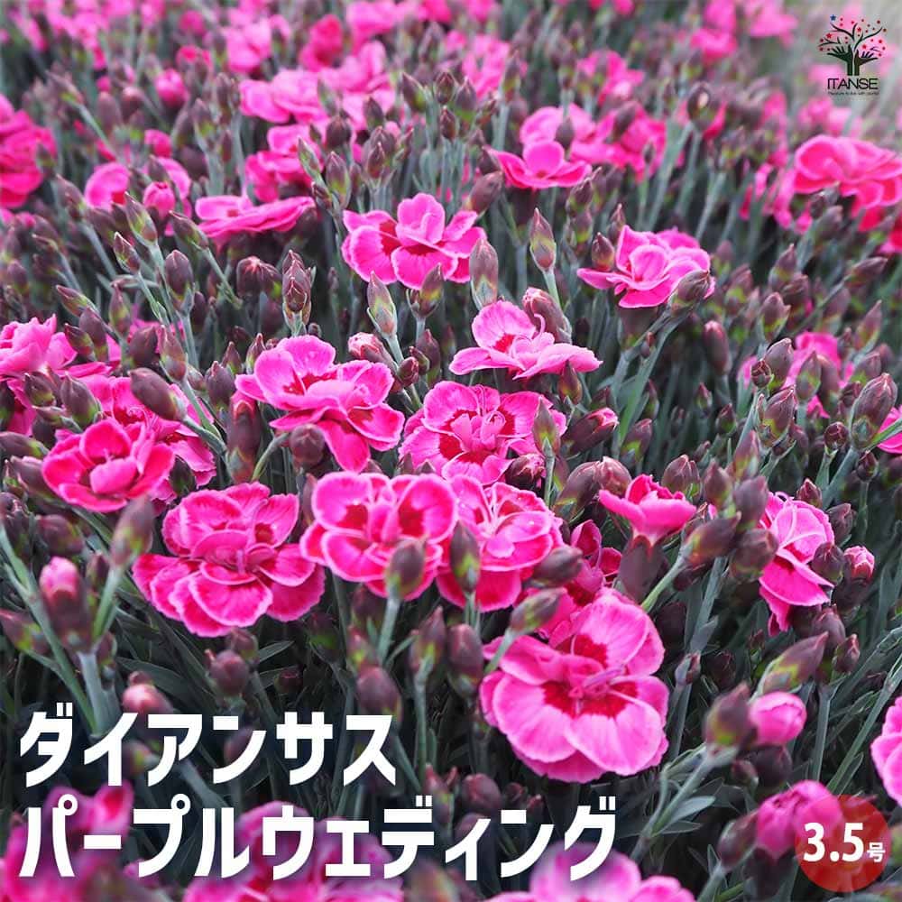 ダイアンサス パープルウェディング 【花苗 3.5号】｜ 【植物の