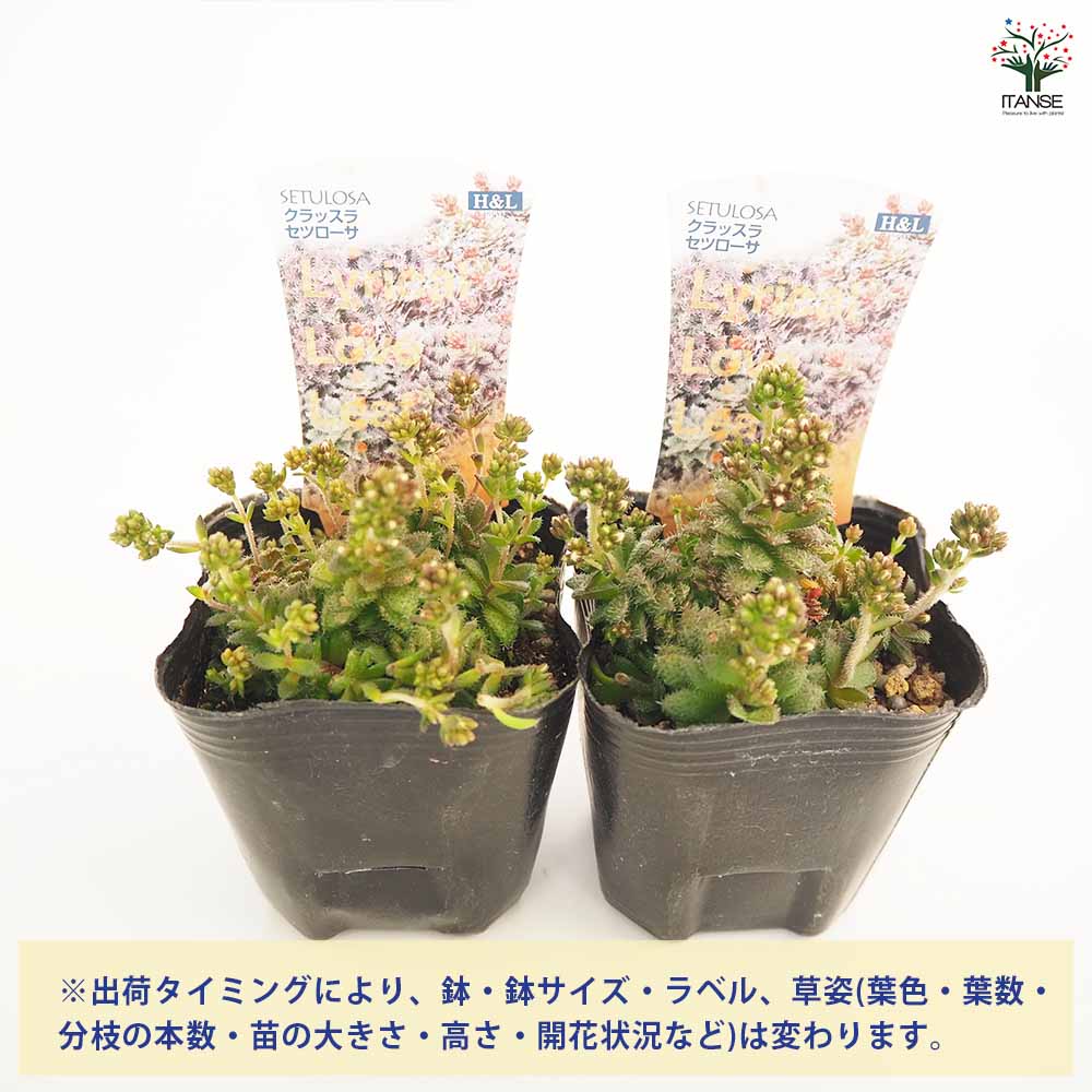 希少　レア品種　多肉植物　クラッスラ　『ネモロサ』　1カット(根っこ有りません) クラッスラ ネモロサ 花付き レア多肉 最後 - メルカリ