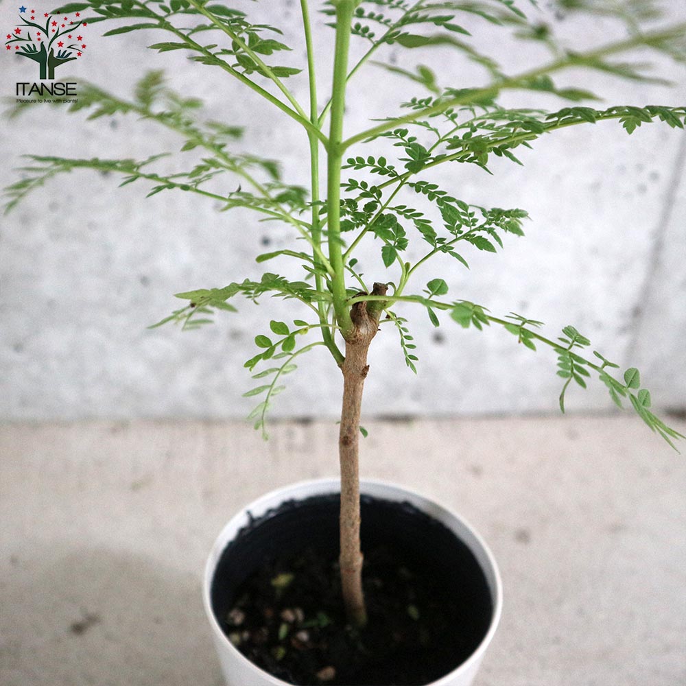 市場 ジャカランダ ミモシフォリア