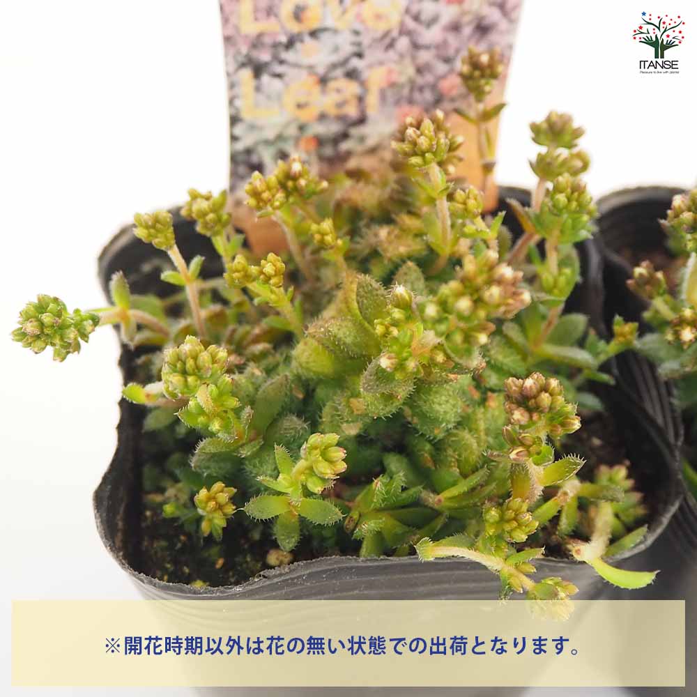 クラッスラ セツローサ 【多肉植物 2.5～3号】｜ 【植物のITANSE