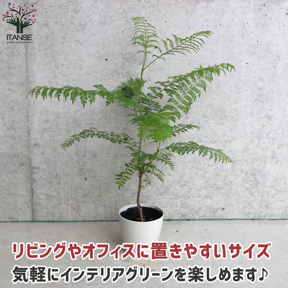 Itanse良品ｾﾚｸﾄ通販