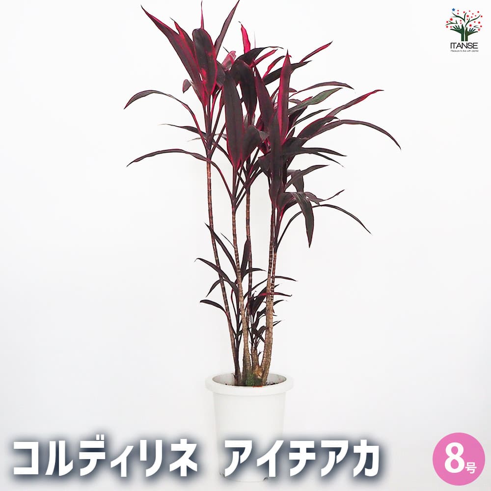 引取★コルジリネ　アイチアカ　曲がり　8号　観葉植物　赤ドラ コルディリネ アイチアカ 【観葉植物 8号／1個売り】｜ 【植物の