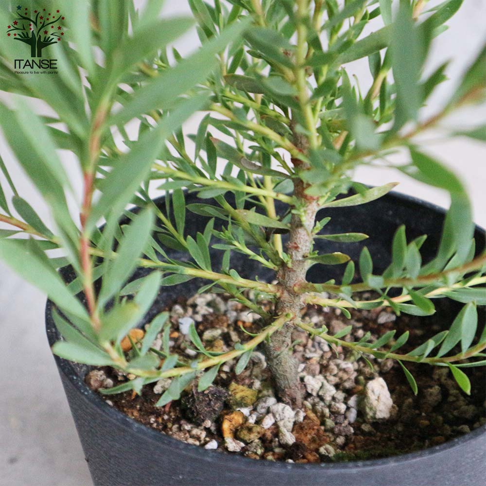 リューカデンドロン・イエローデビル 【庭木 5号鉢 花木苗／1個売り