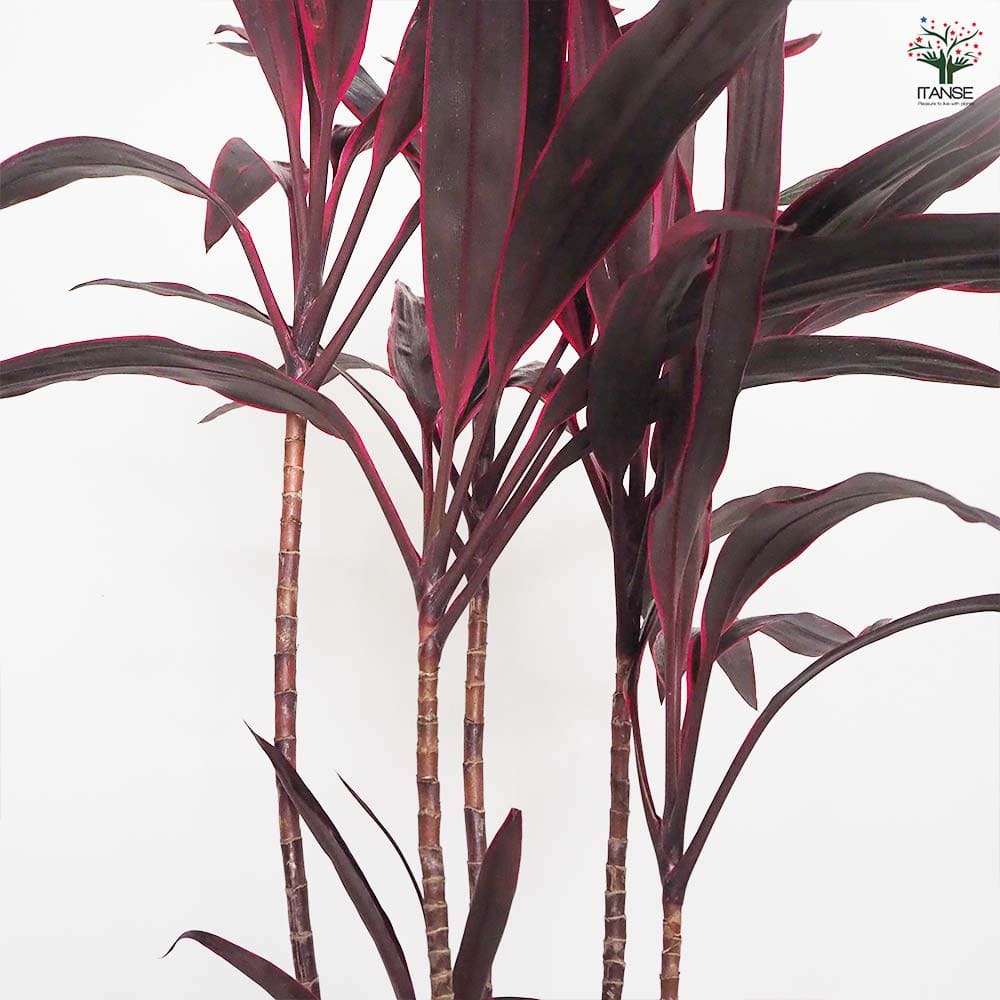 コルディリネ アイチアカ 【観葉植物 8号／1個売り】｜ 【植物の