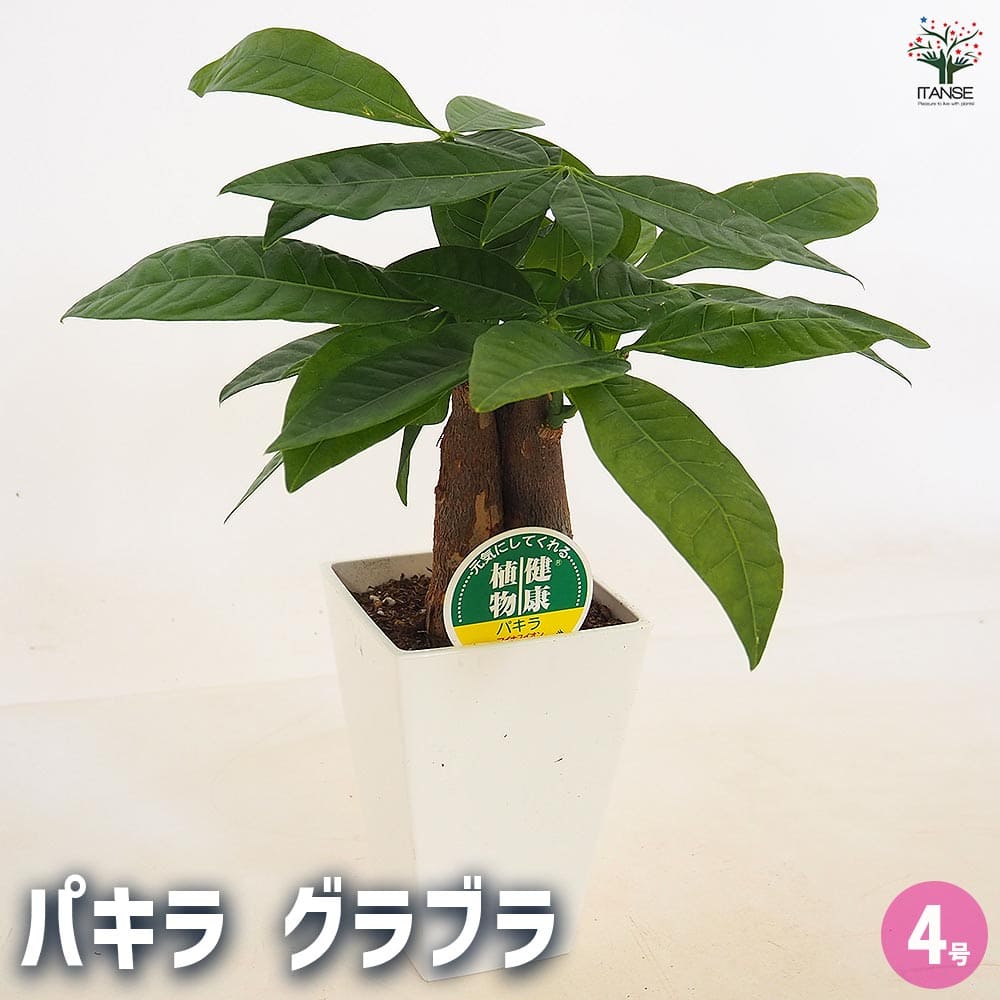 パキラ グラブラ 【観葉植物 4号／1個売り】