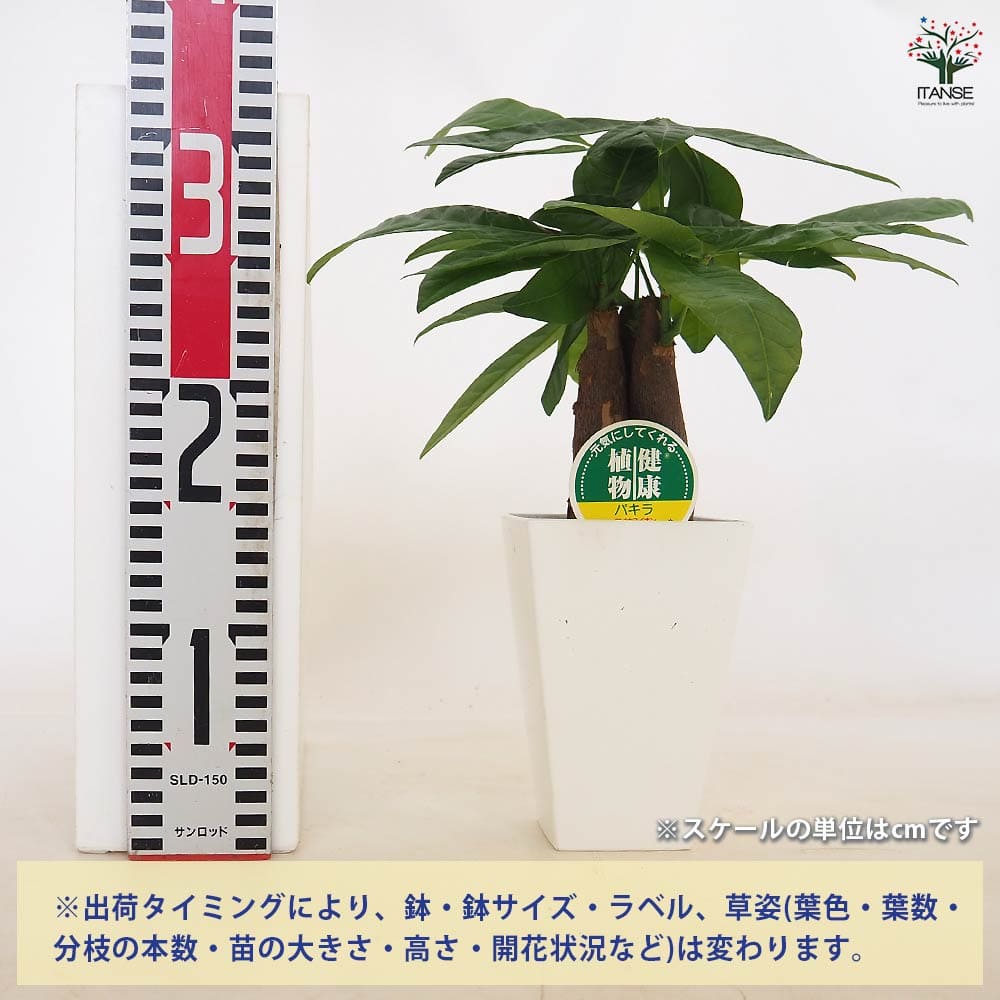 パキラ グラブラ 【観葉植物 4号／1個売り】