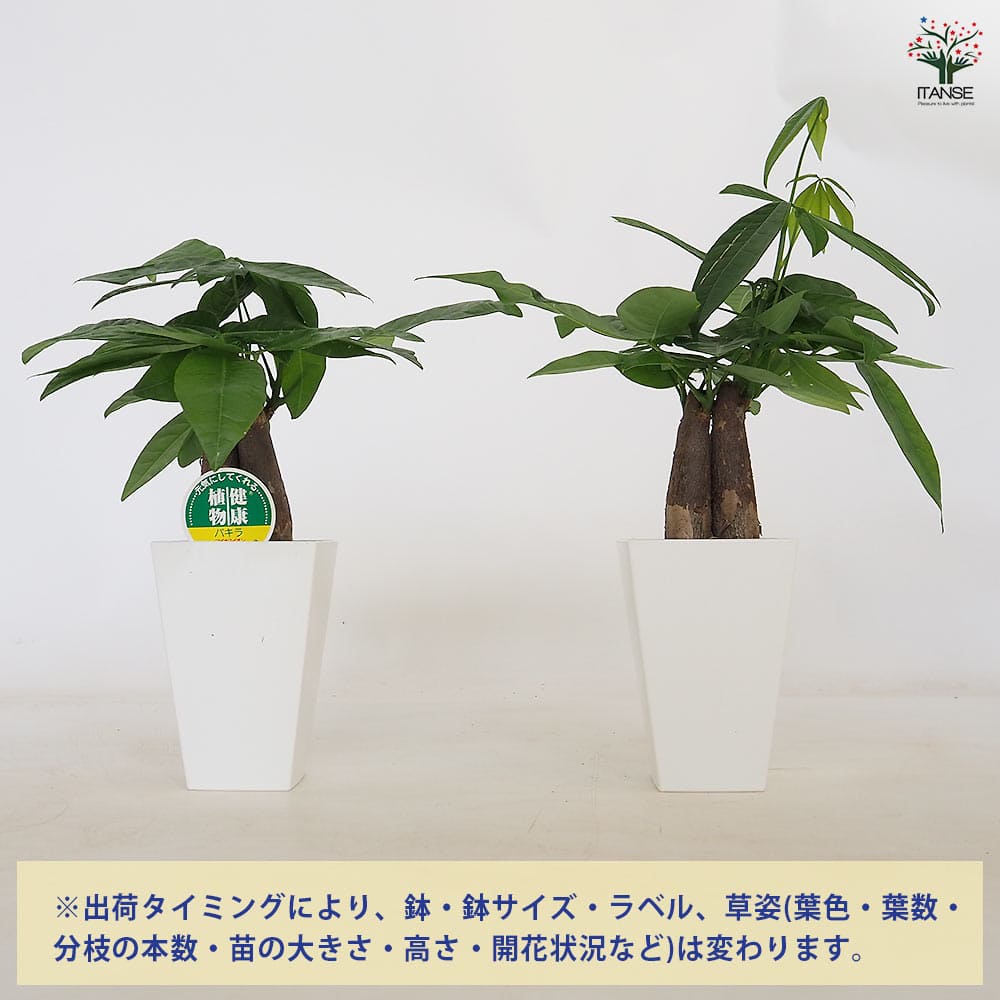 パキラ グラブラ 【観葉植物 4号／1個売り】