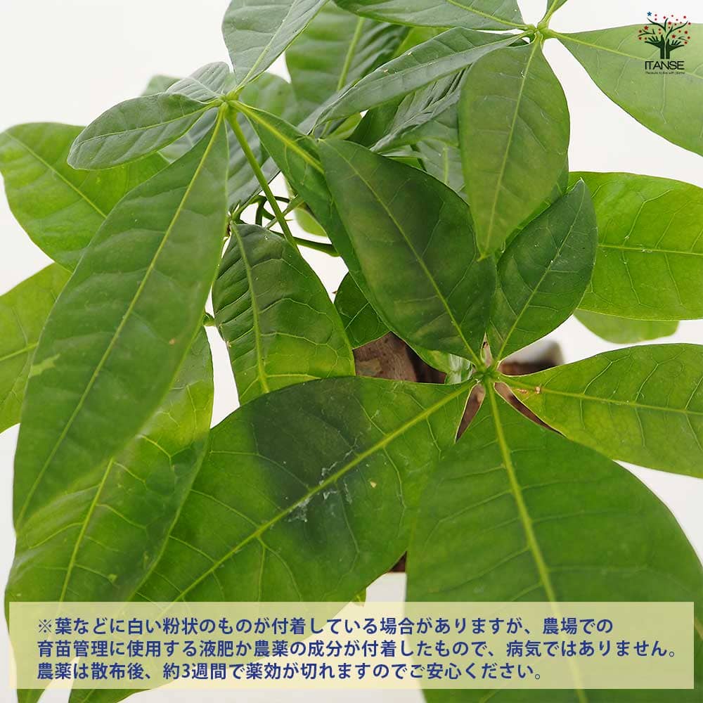 パキラ グラブラ 【観葉植物 4号／1個売り】