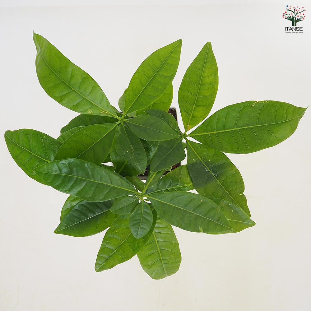 パキラ グラブラ 【観葉植物 4号／1個売り】