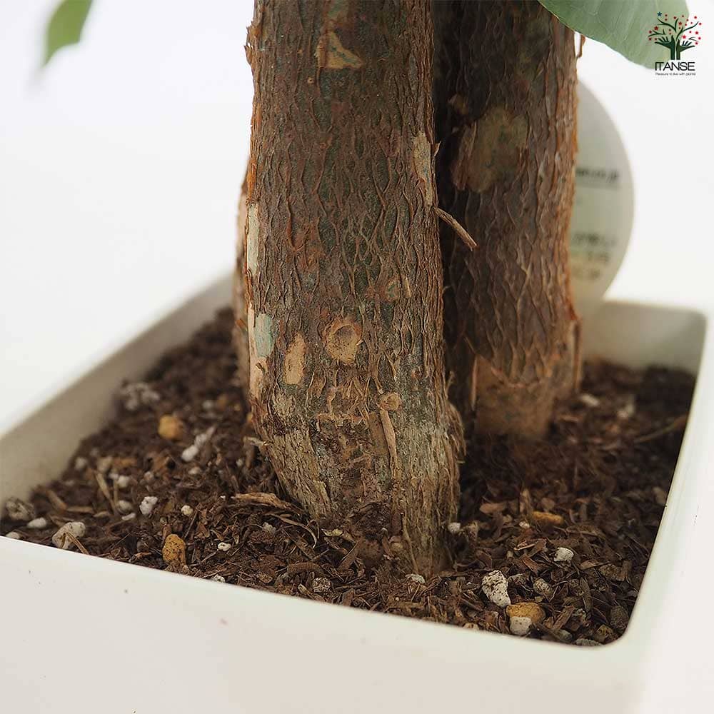 パキラ グラブラ 【観葉植物 4号／1個売り】