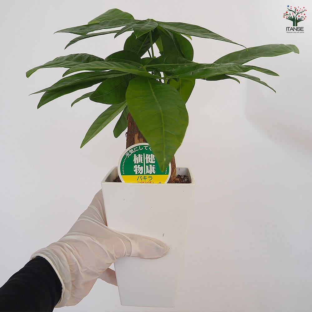 パキラ グラブラ 【観葉植物 4号／1個売り】