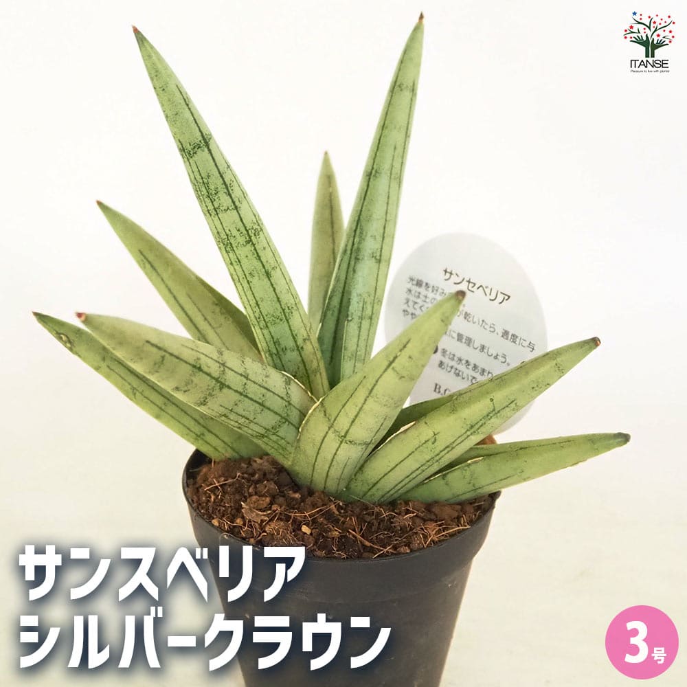 サンスベリア シルバークラウン 【観葉植物 3号／1個売り】｜ 【植物の