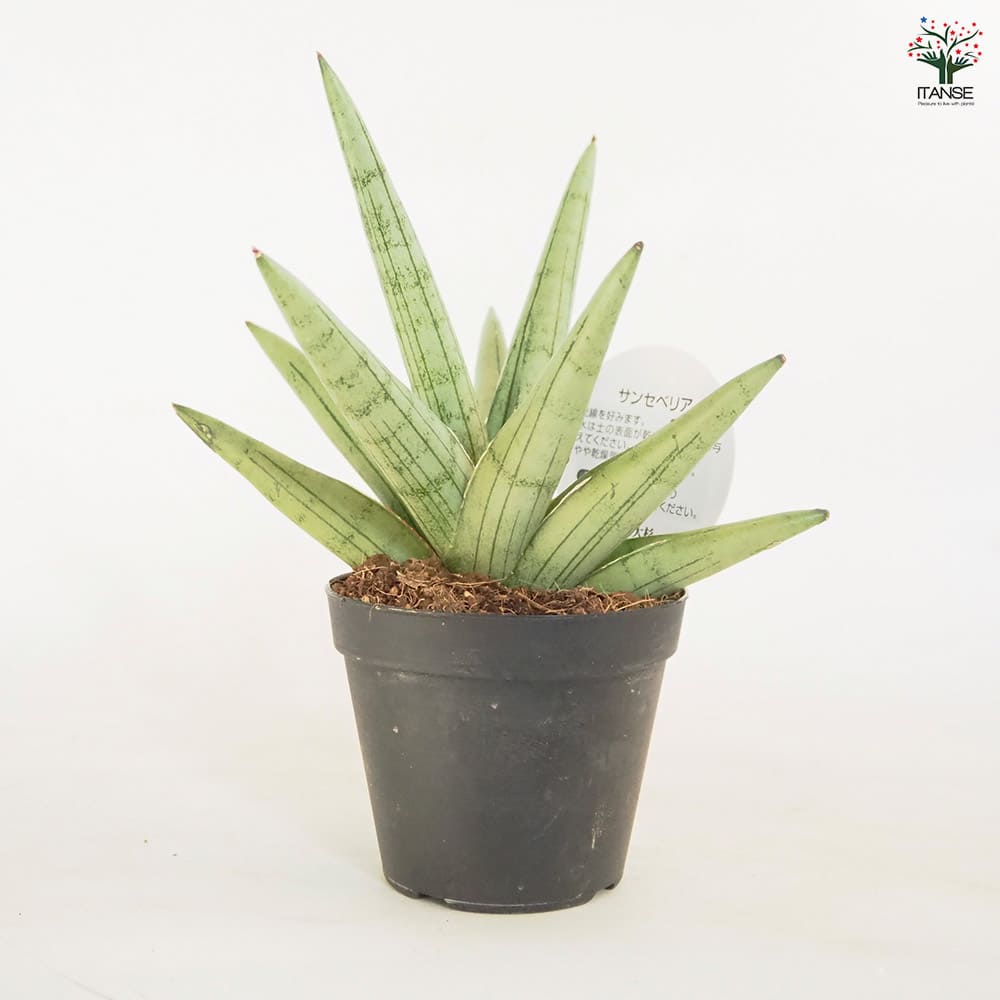 サンスベリア シルバークラウン 【観葉植物 3号／1個売り】｜ 【植物の