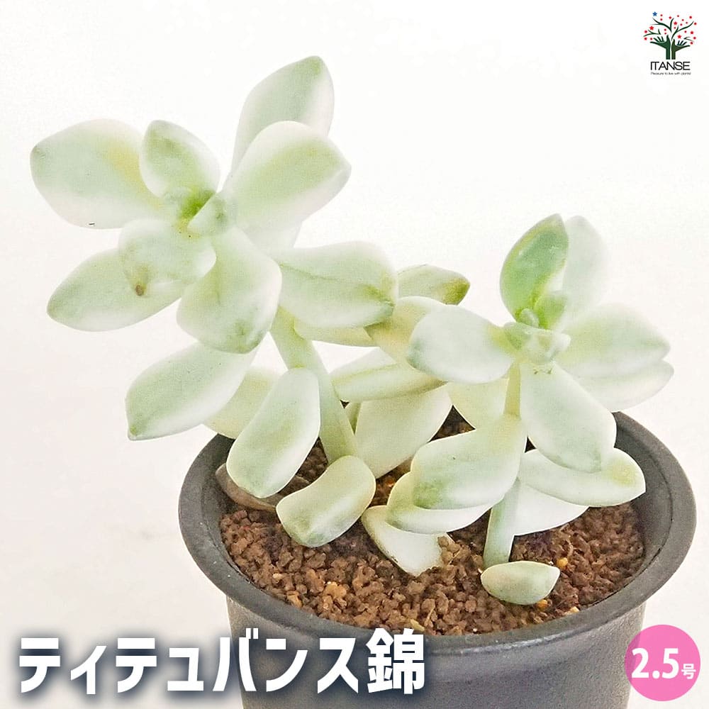 ティテュバンス錦 【多肉植物 2.5号／1個売り】｜ 【植物の