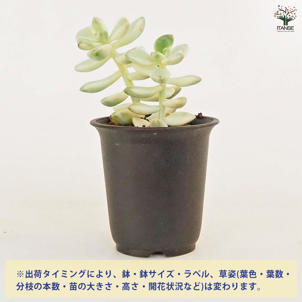ティテュバンス錦 多肉植物 多肉植物 ティテュバンス錦 抜き苗 - メルカリ