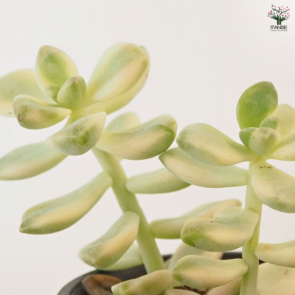 ティテュバンス錦 多肉植物 葉挿しも面白い「ティテュバンス錦」を育てる | 山梨で多肉植物