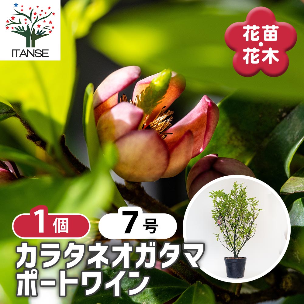 カラタネオガタマ ポートワイン 【花木苗 7号／1個売り