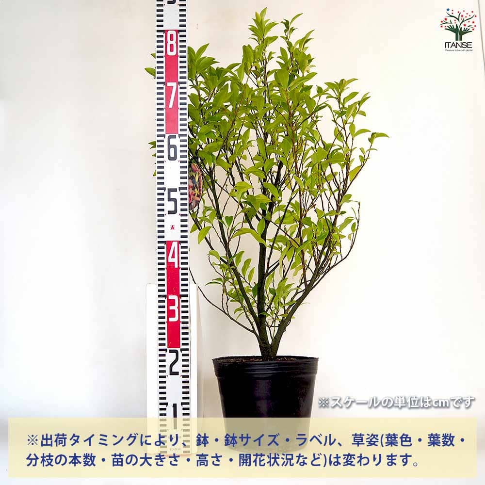 カラタネオガタマ ポートワイン1.5M(鉢底から)品番E カラタネオガタマ ポートワイン1.5M(鉢底から)品番E
