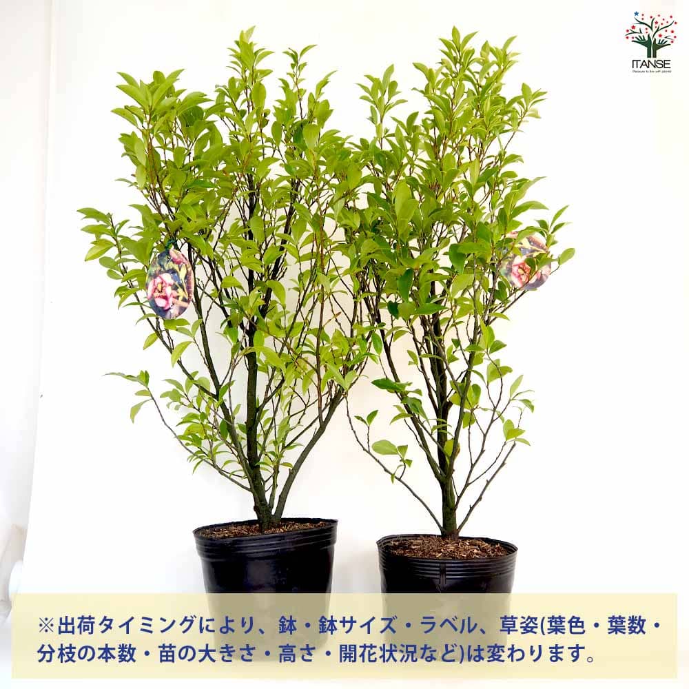 カラタネオガタマ ポートワイン1.5M(鉢底から)品番E カラタネオガタマ/ポートワイン 苗木 販売 トオヤマグリーン