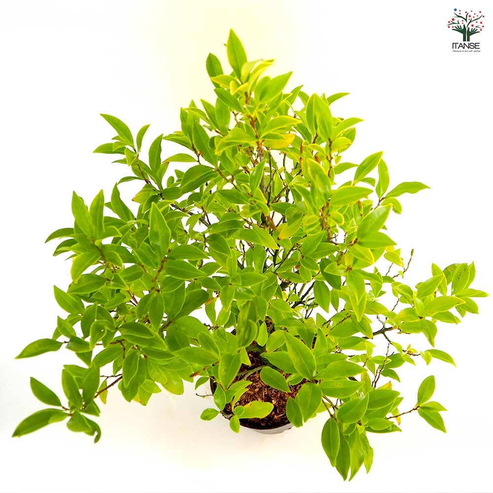 カラタネオガタマ ポートワイン 【花木苗 7号／1個売り】｜ 【植物の