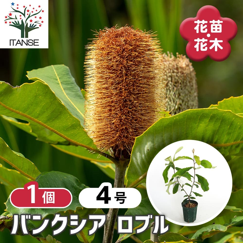 バンクシア ロブル 【花木苗 4号／1個売り】｜ 【植物の