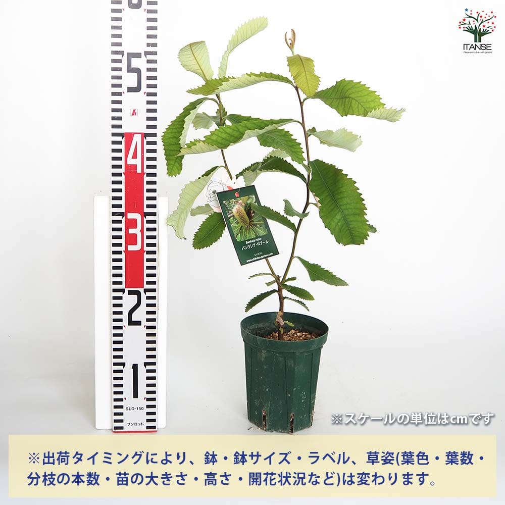 バンクシア ロブル 【花木苗 4号／1個売り】｜ 【植物の