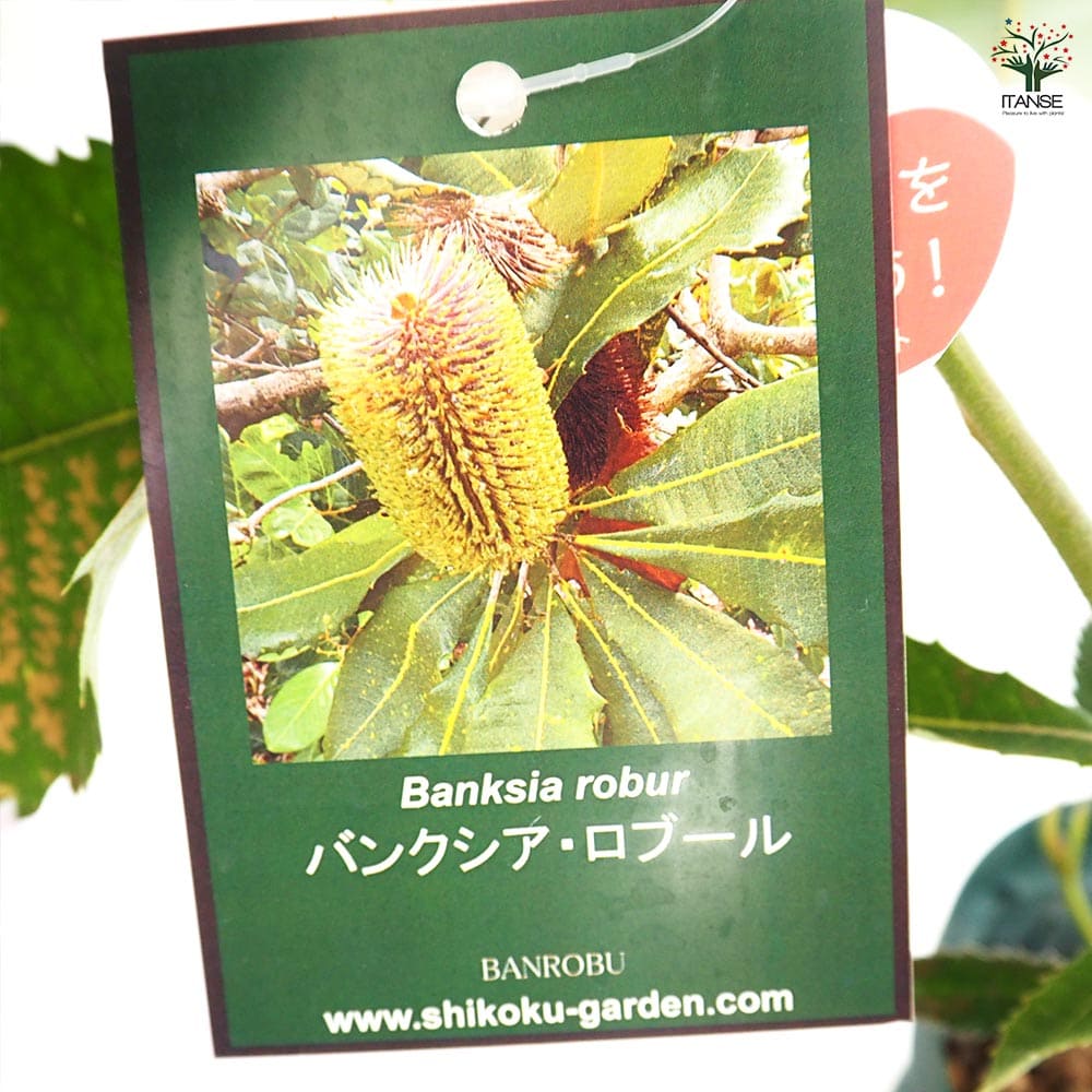 バンクシア ロブル 【花木苗 4号／1個売り】｜ 【植物のITANSE