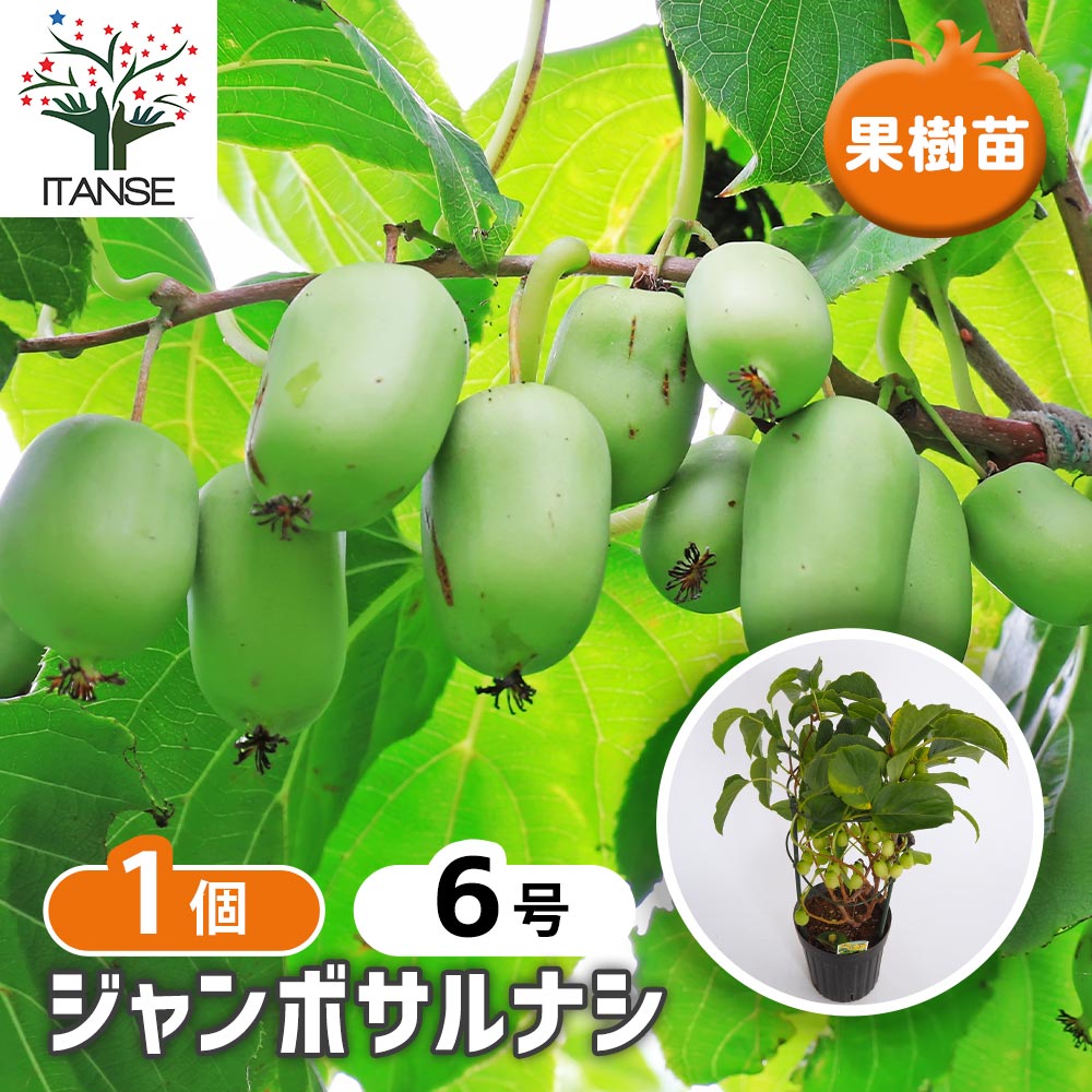 ジャンボサルナシ 【果樹の苗木 6号／1個売り】｜ 【植物の