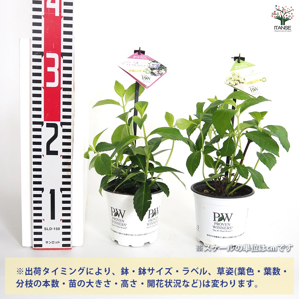 アジサイ ラグランジア 4品種 【花木苗 3.5号】｜ 【植物の