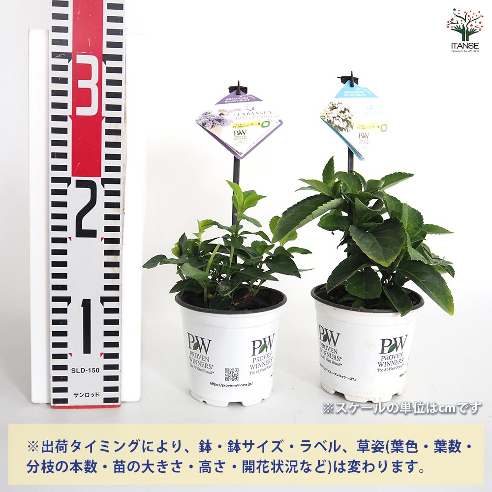 アジサイ ラグランジア 4品種 【花木苗 3.5号】｜ 【植物の