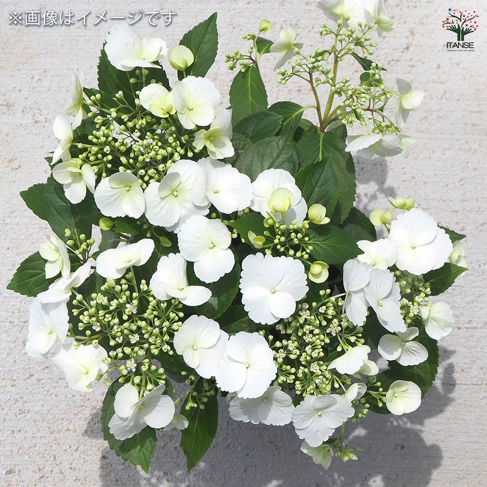 アジサイ ラグランジア 4品種 【花木苗 3.5号】｜ 【植物の