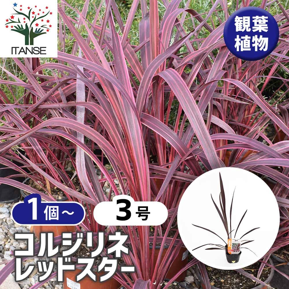 コルディリネ レッドスター(主木) 【観葉植物 3号】｜ 【植物の