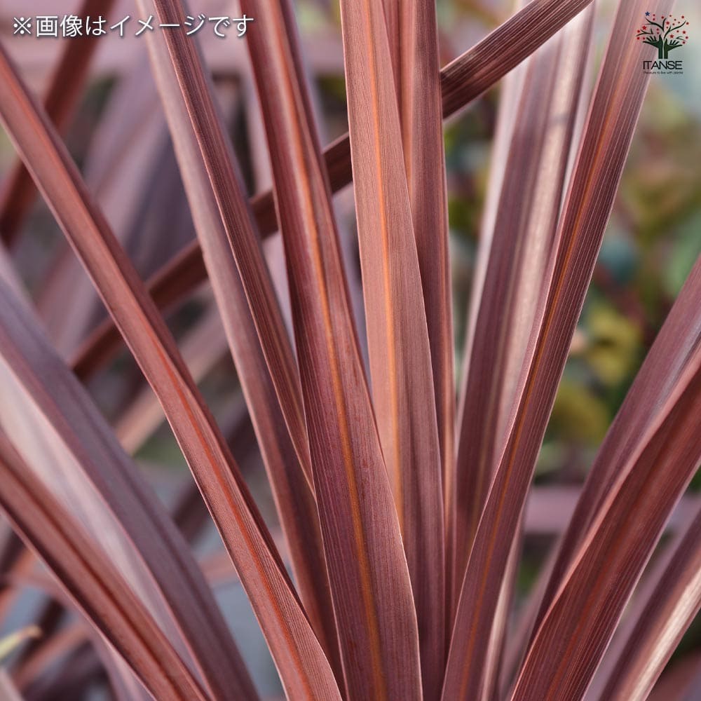 コルディリネ レッドスター(主木) 【観葉植物 3号】｜ 【植物の