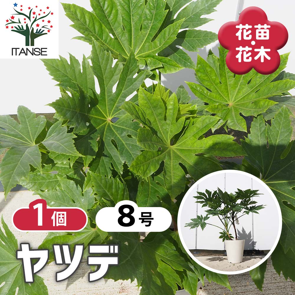 ヤツデ 【花木苗 8号／1個売り】｜ 【植物のITANSE】全品送料