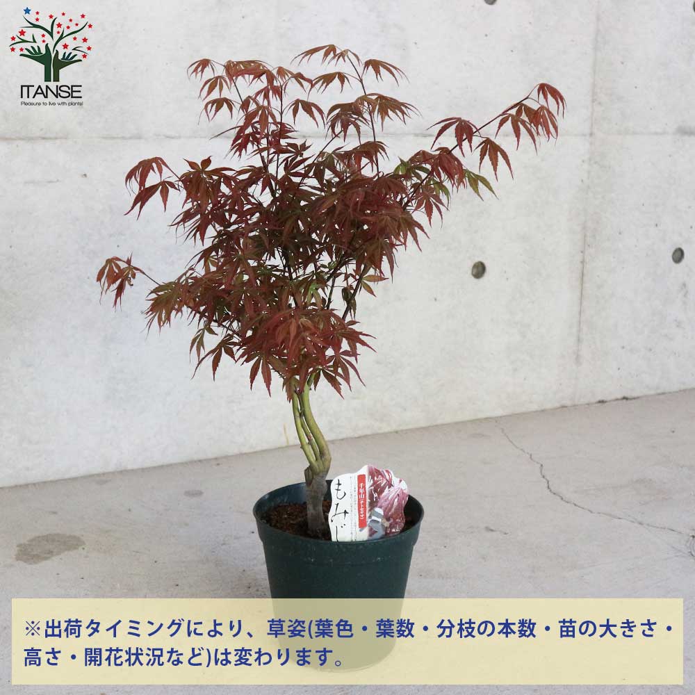 モミジ(カエデ)の苗木 品種：千年山(チトセヤマ)【庭木 6号鉢 接木苗
